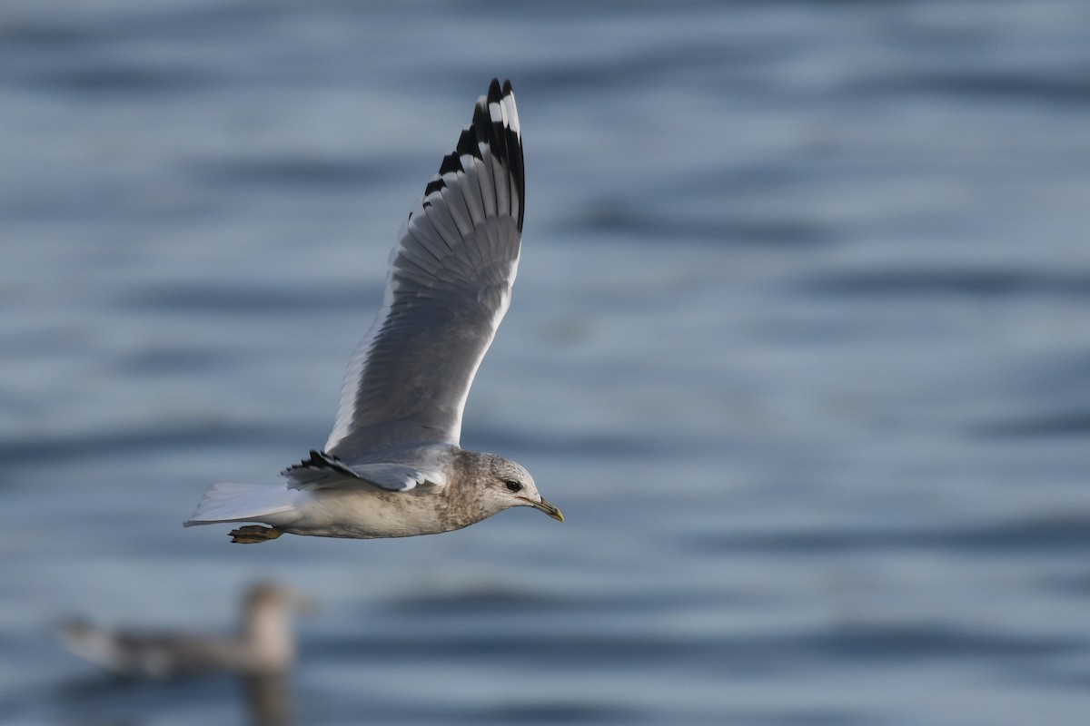 Short-billed Gull - ML645145142