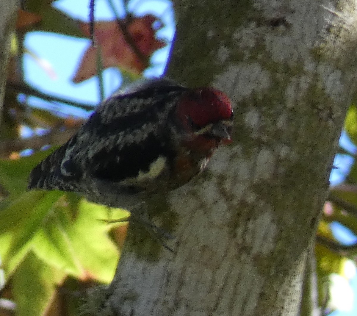 Red-breasted Sapsucker - ML645145143
