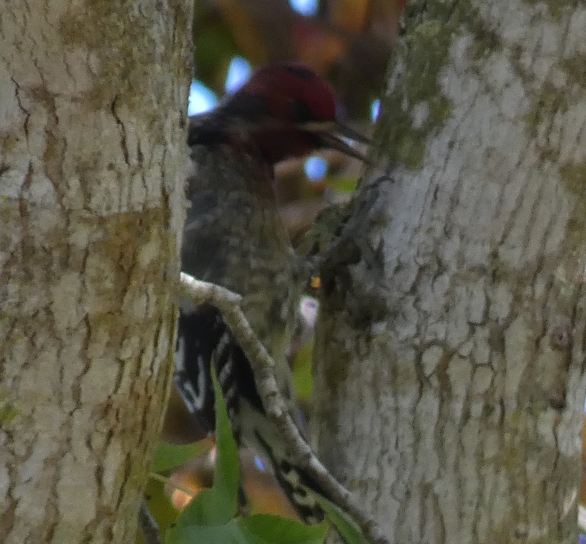 Red-breasted Sapsucker - ML645145164