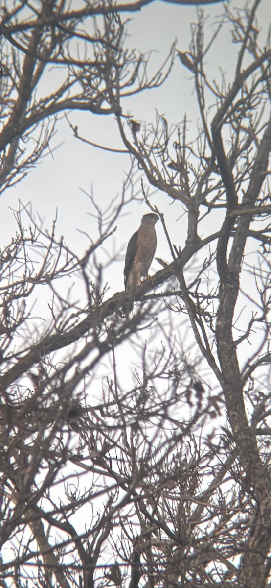 jestřáb americký - ML645145166