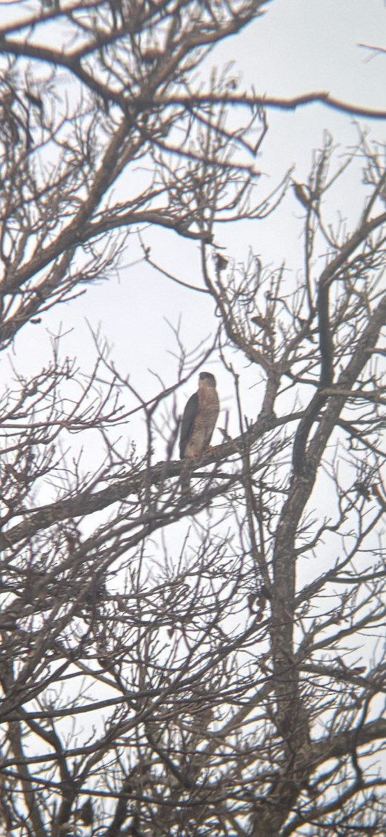 jestřáb americký - ML645145167