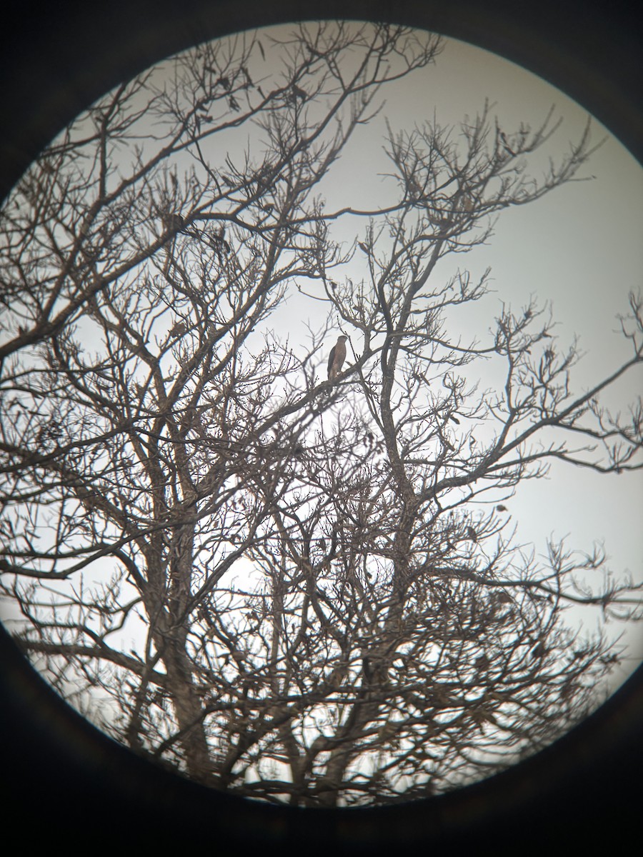 jestřáb americký - ML645145168