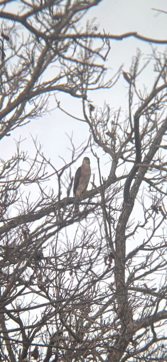 jestřáb americký - ML645145169