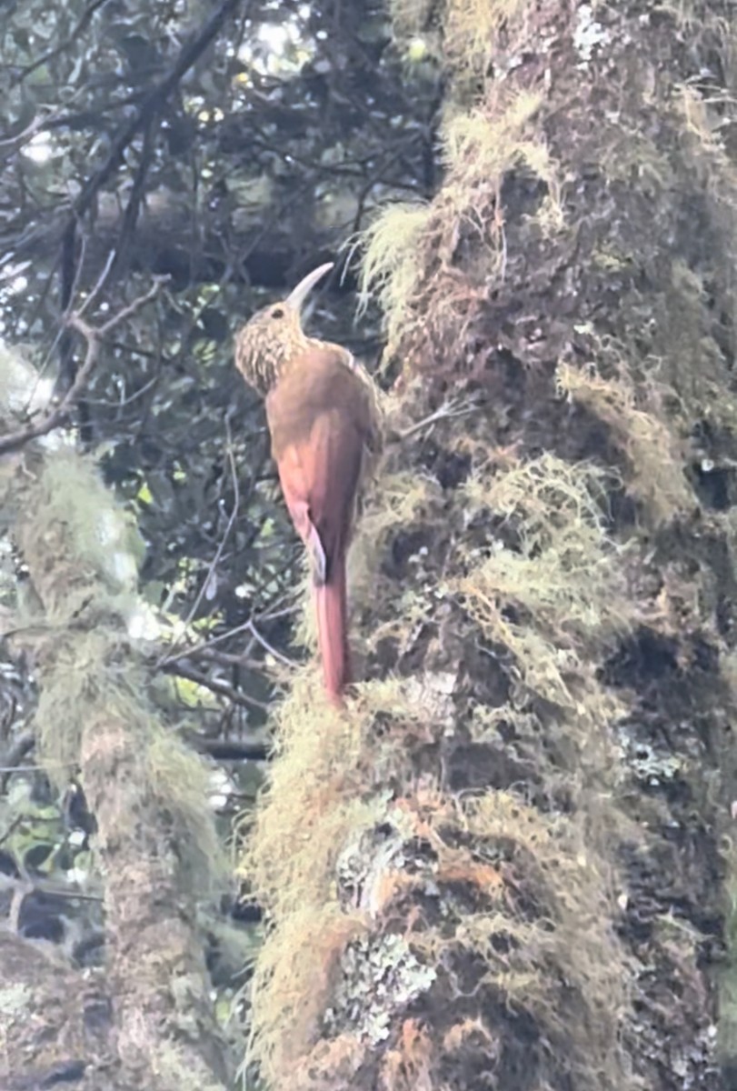 Spot-crowned Woodcreeper - ML645145176
