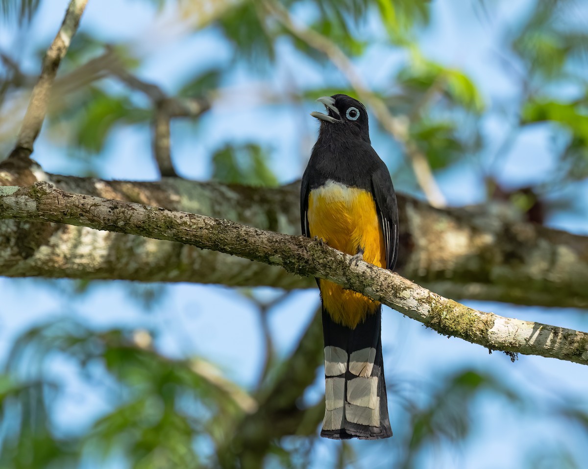 Black-headed Trogon - ML645145179
