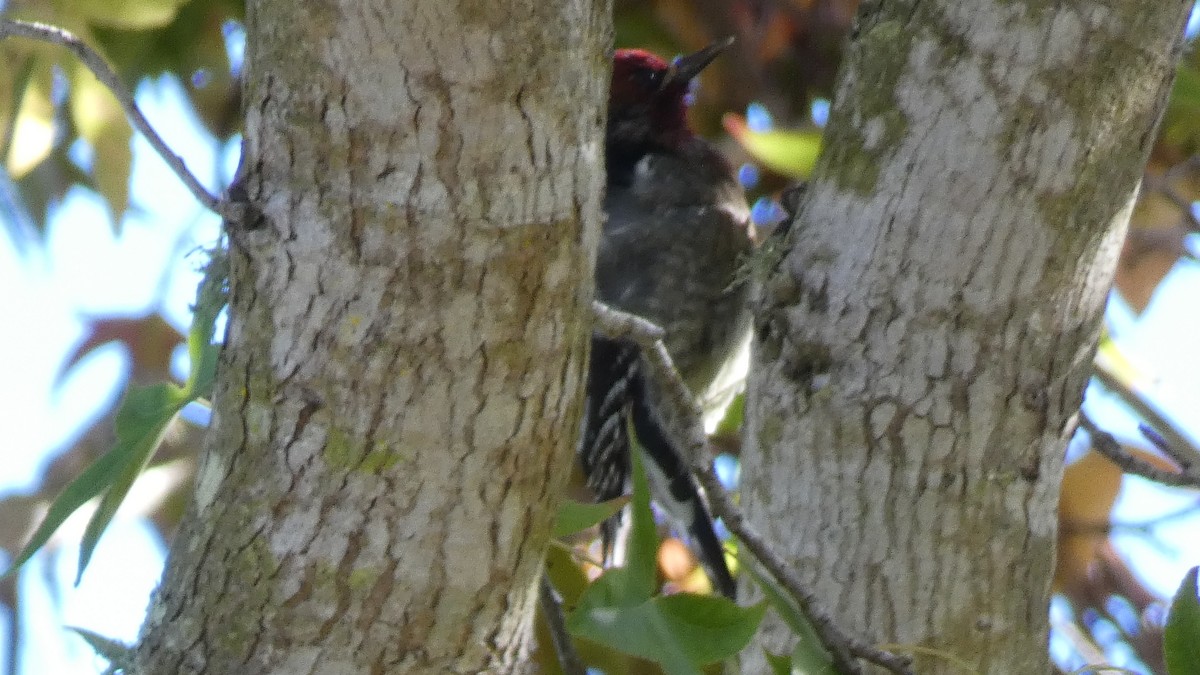 Red-breasted Sapsucker - ML645145182