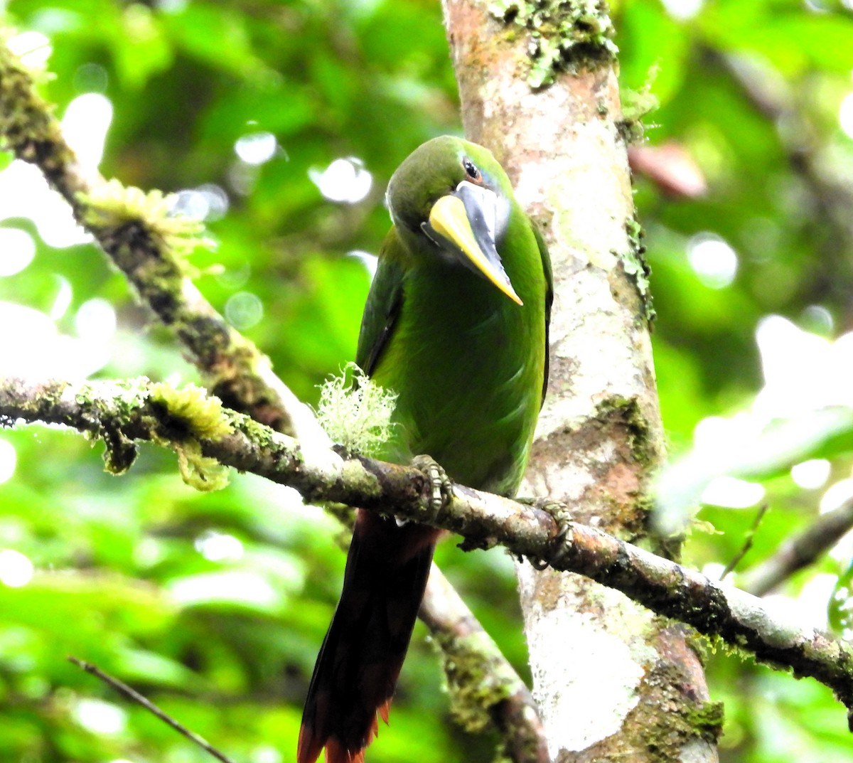 Southern Emerald-Toucanet - ML645145191