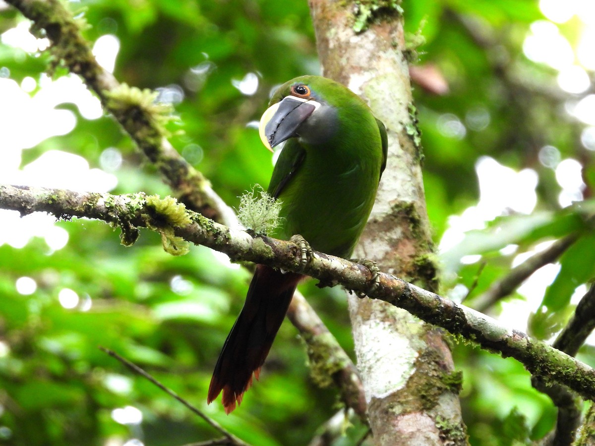 Southern Emerald-Toucanet - ML645145192