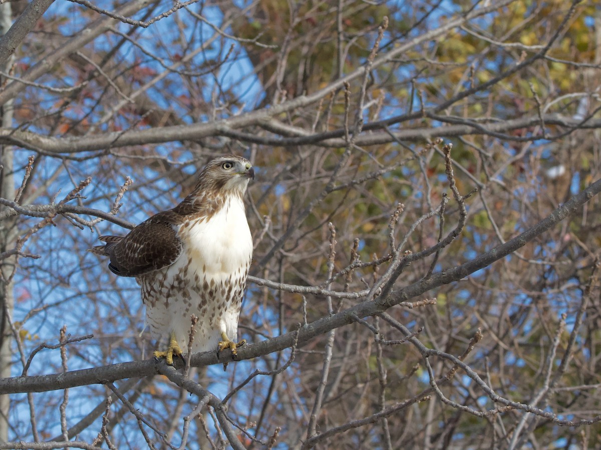 Red-tailed Hawk - ML645145208