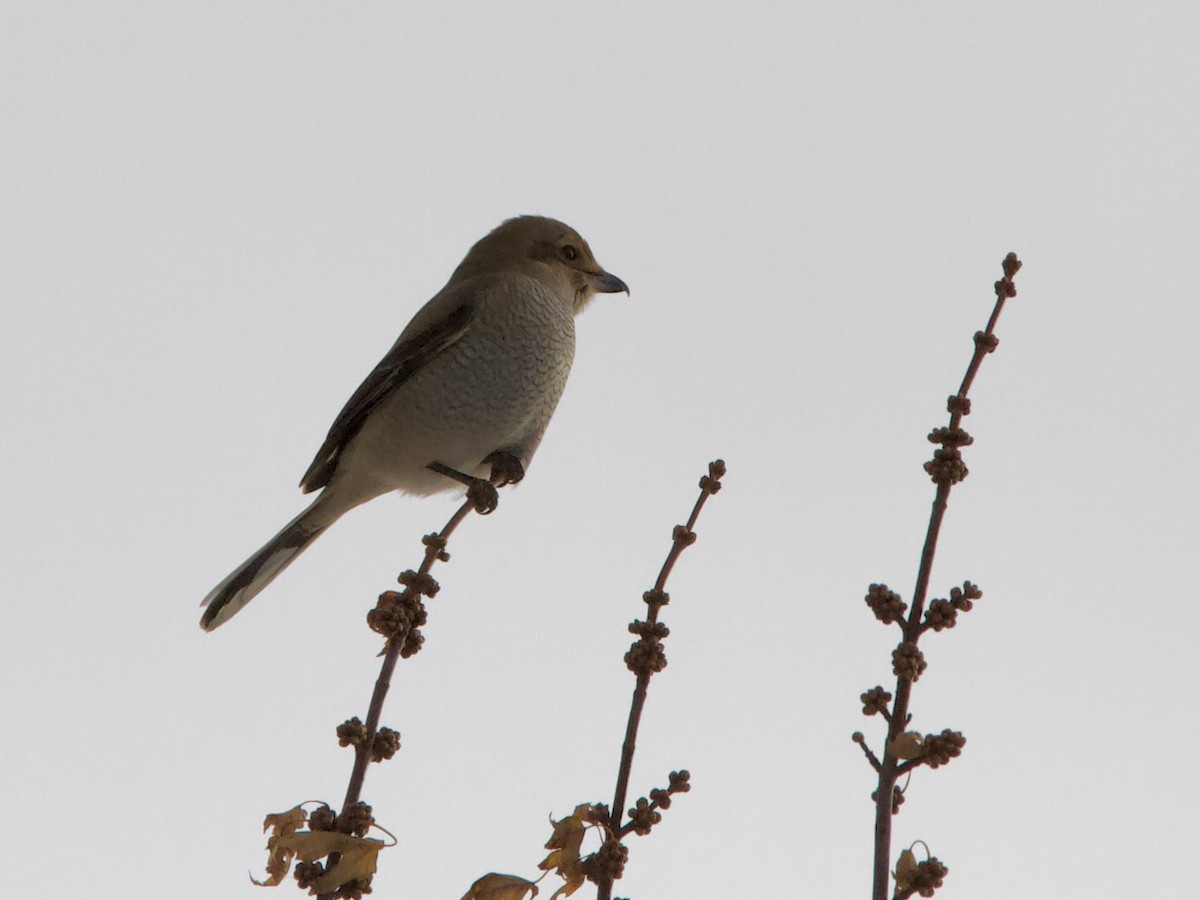 חנקן צפוני - ML645145227
