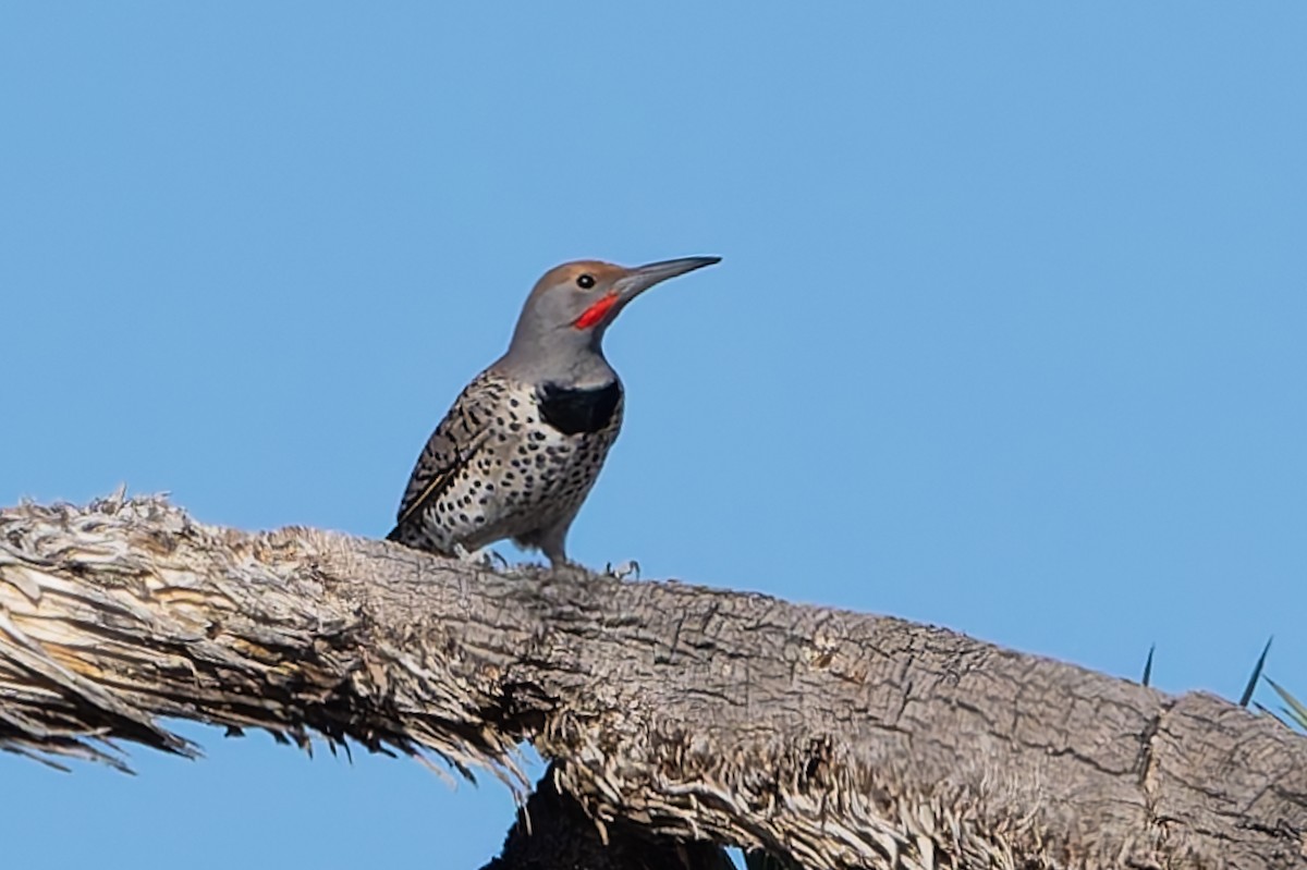 Золотистый дятел - ML645145270