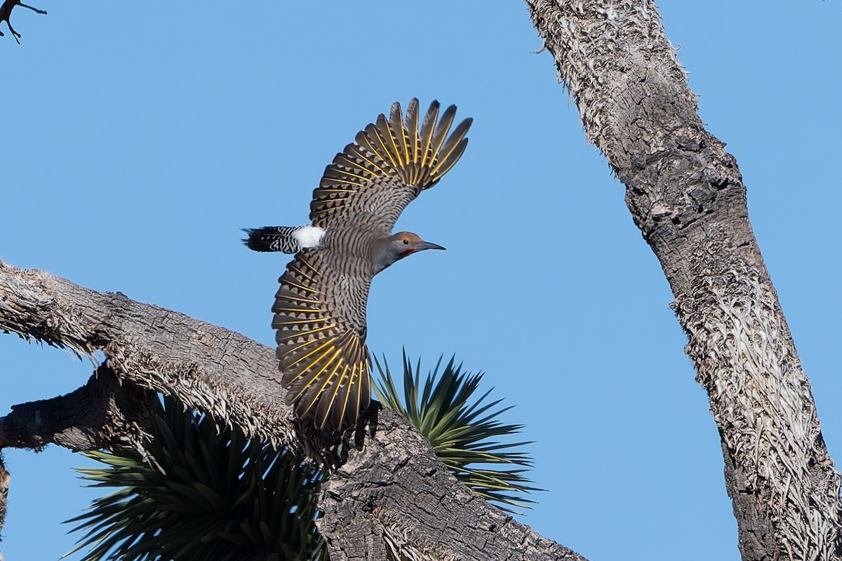 Золотистый дятел - ML645145274