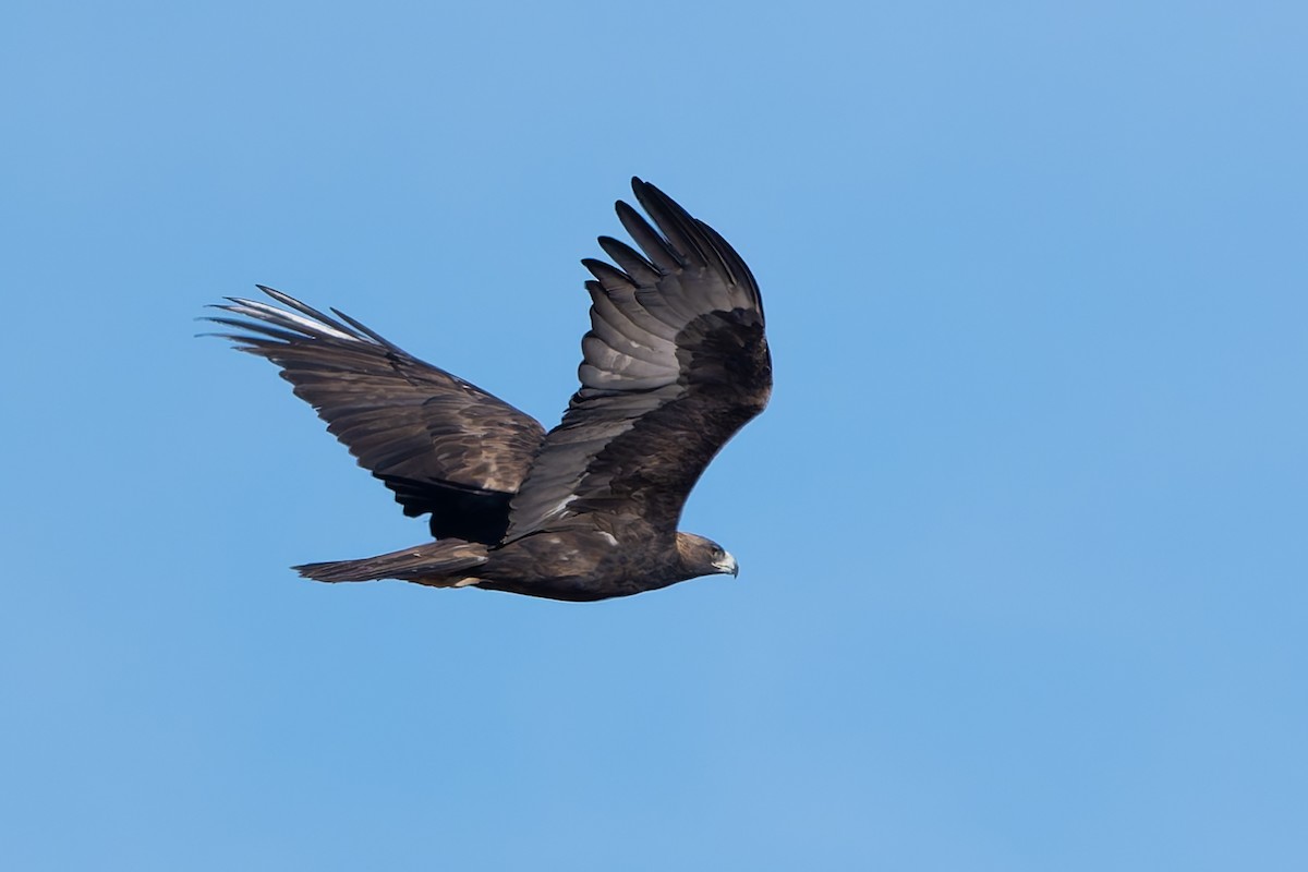 Беркут - ML645145292