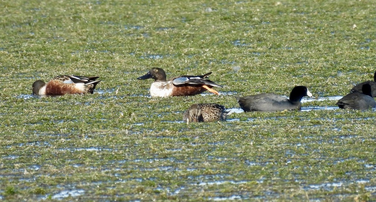 Mestolone - ML645145321