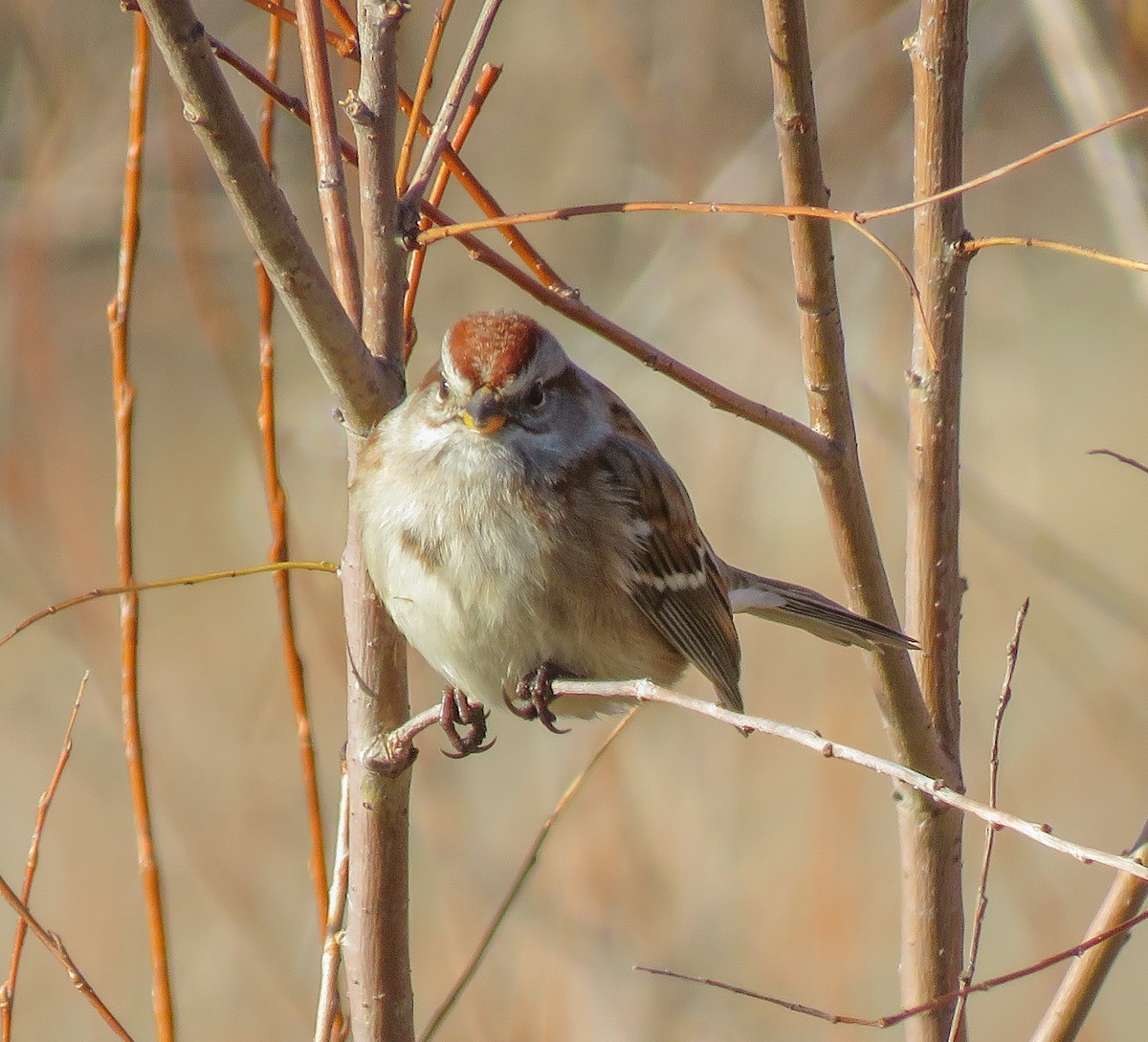 Пасовник північний - ML645145324