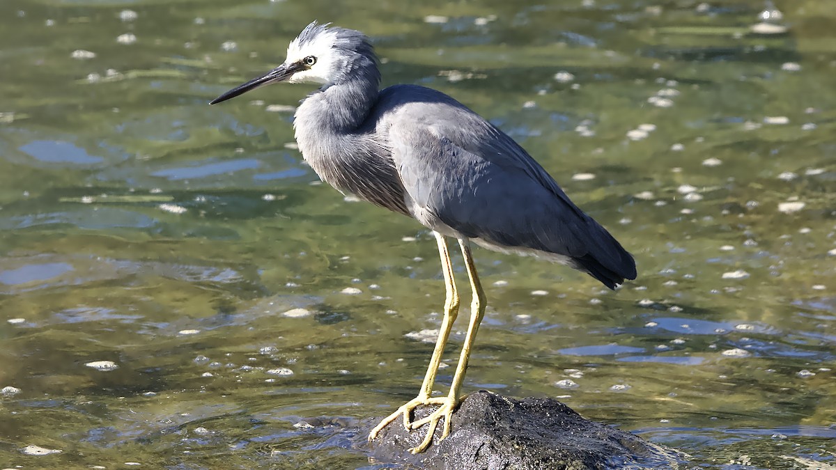 White-faced Heron - ML645145336