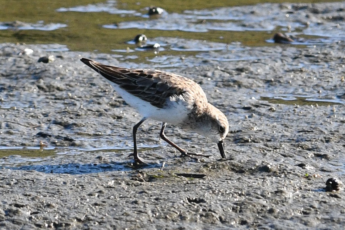 Semipalmated Sandpiper - ML645145379