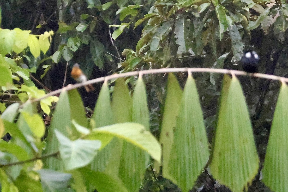 Ochre-collared Monarch - ML645145380