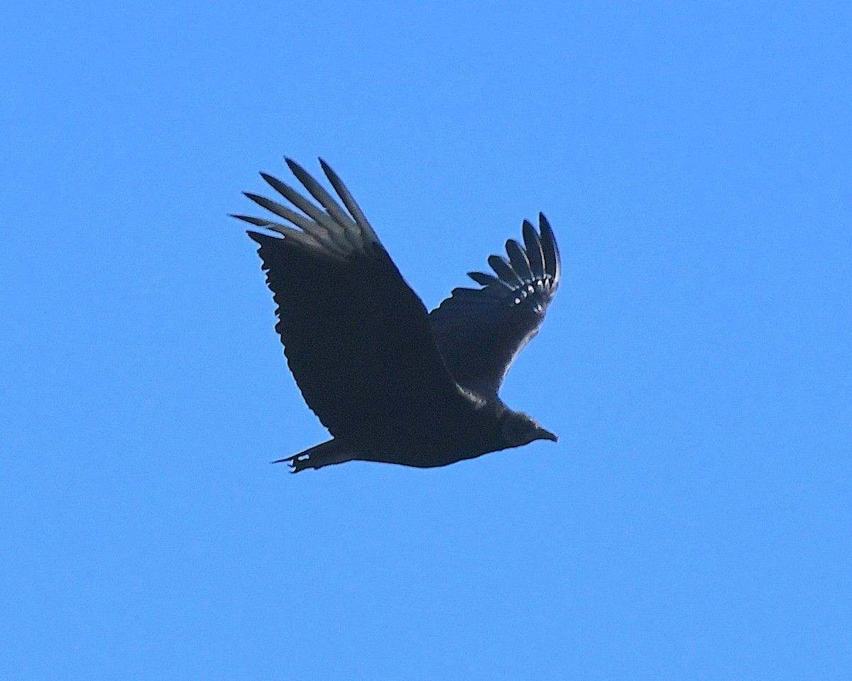 Black Vulture - ML645145382