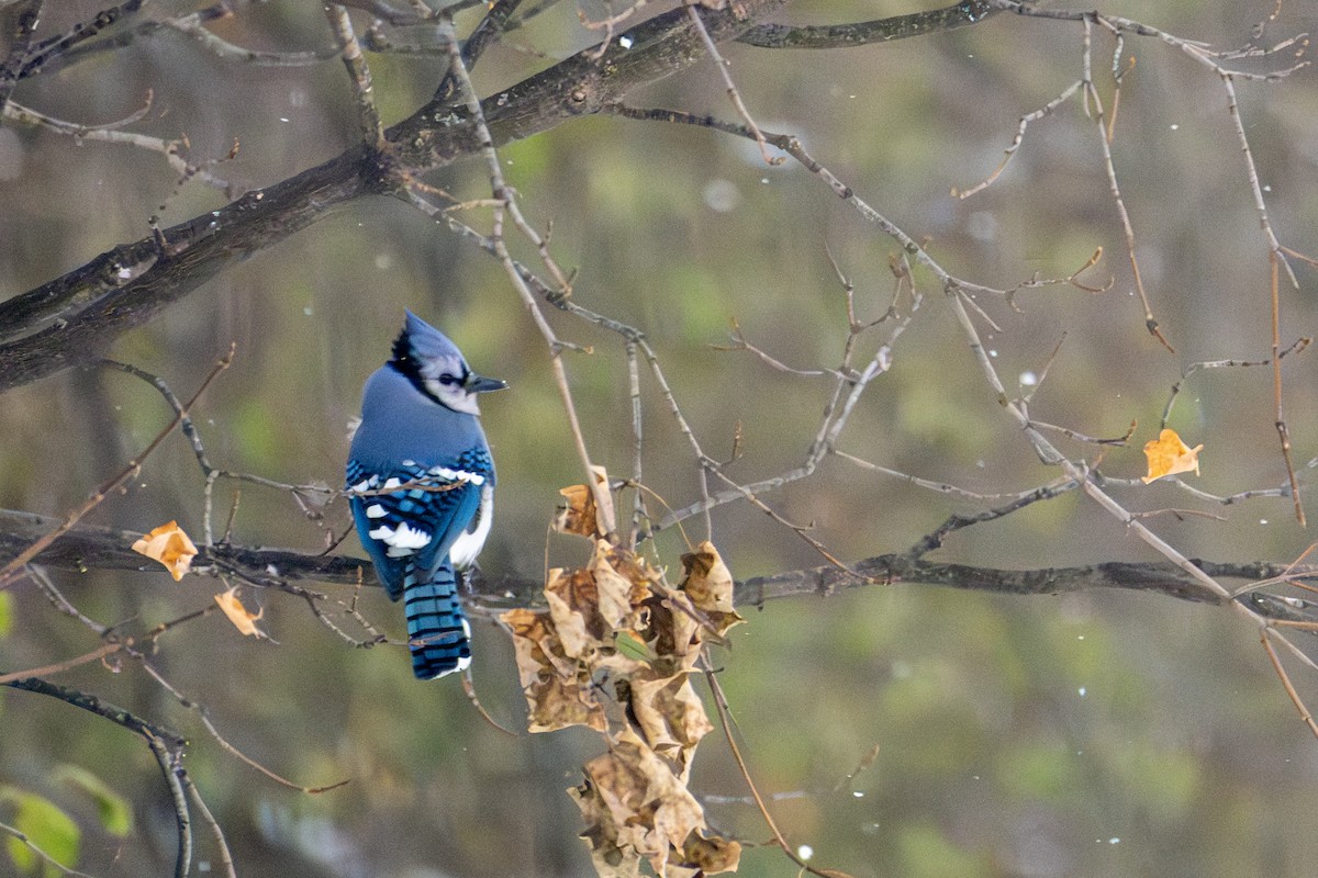 Blue Jay - ML645145383
