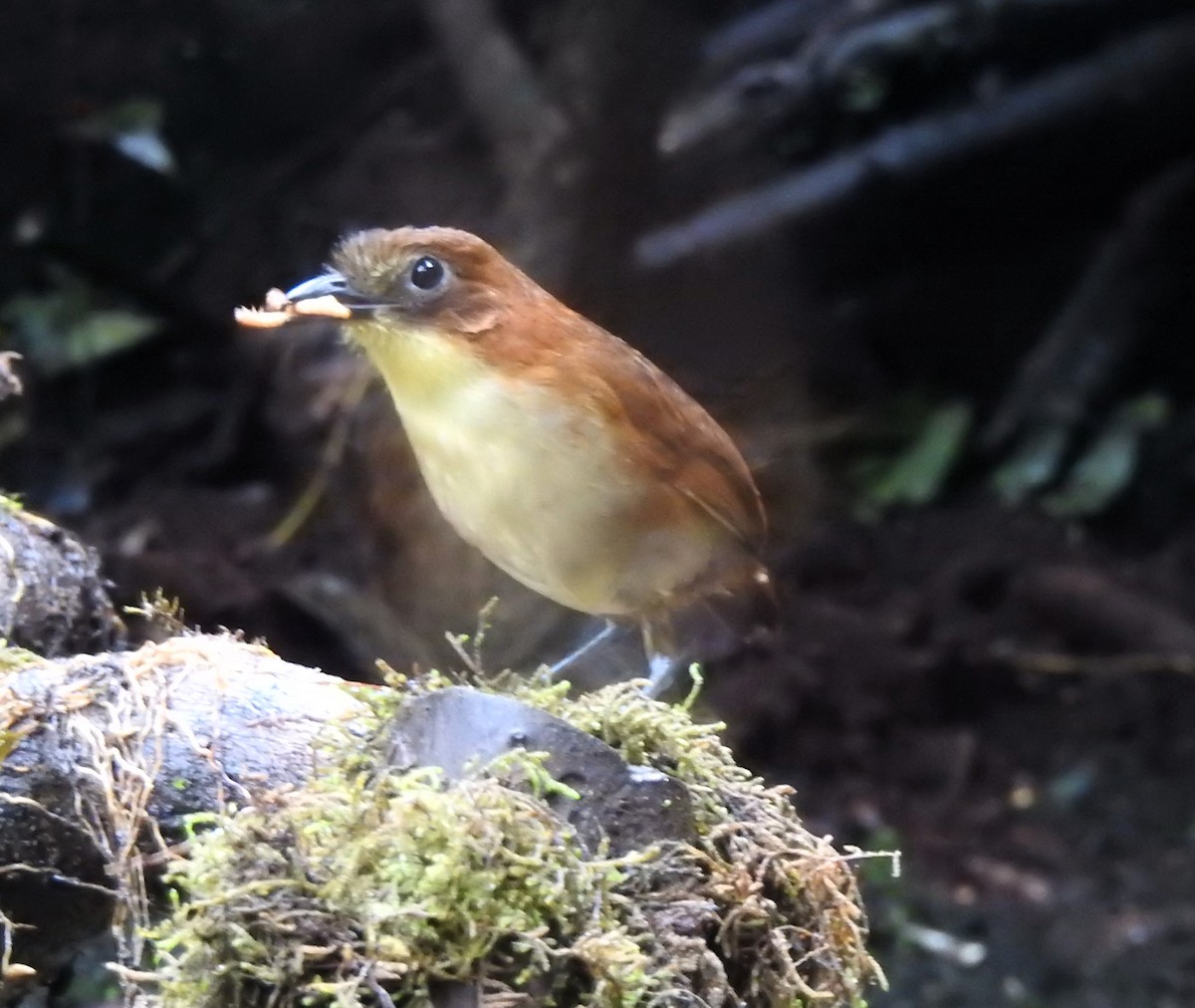 Yellow-breasted Antpitta - ML645145391