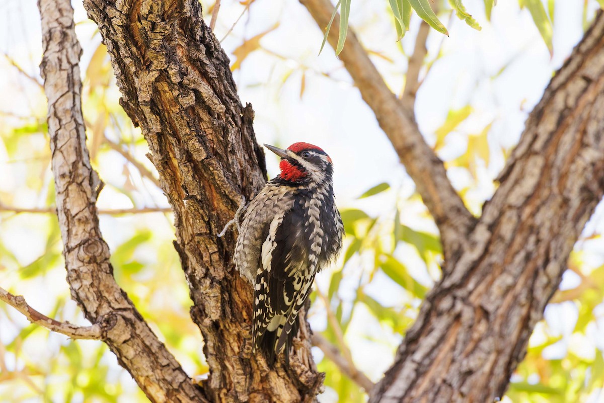 Rotnacken-Saftlecker - ML645145397