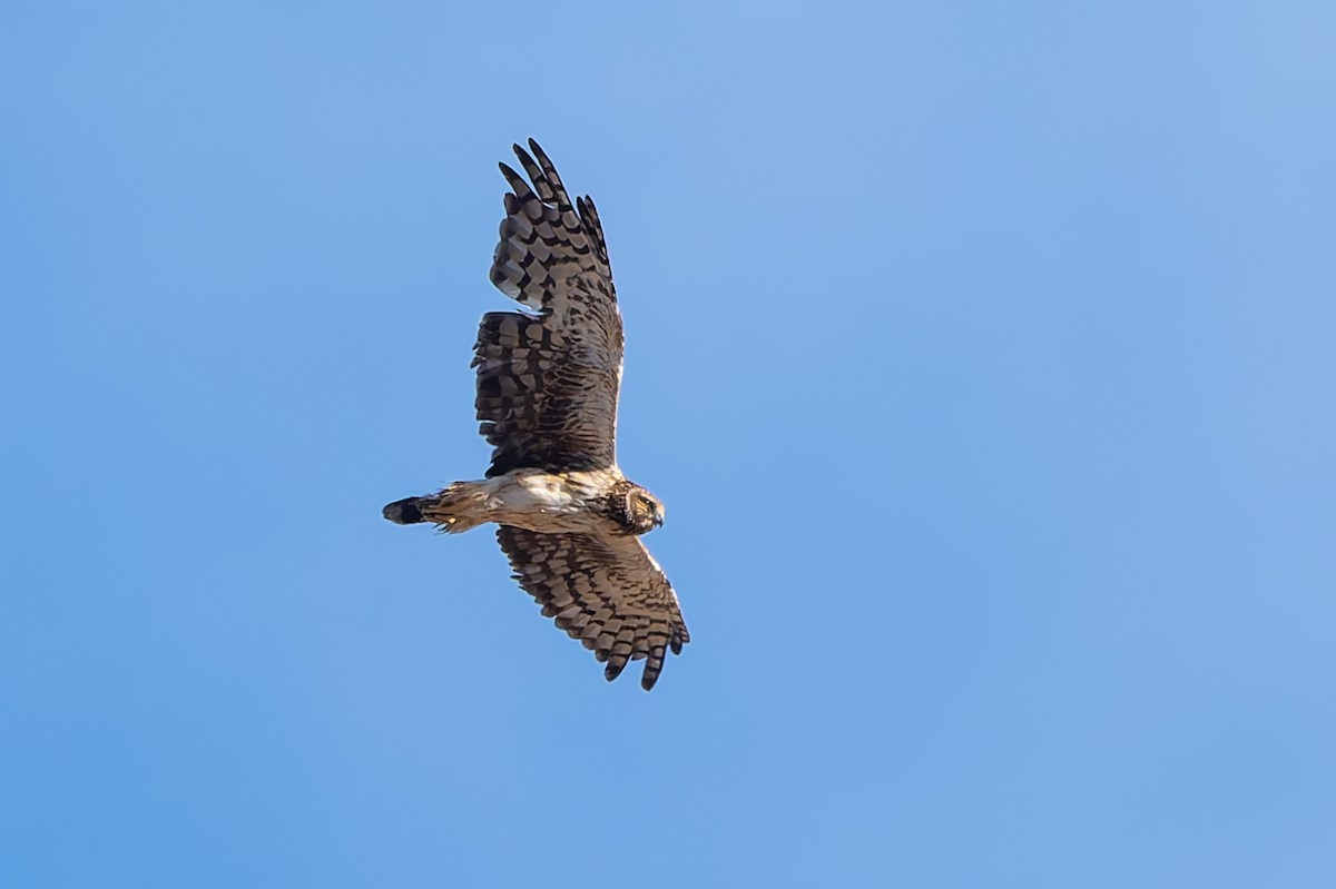 Американский лунь - ML645145405