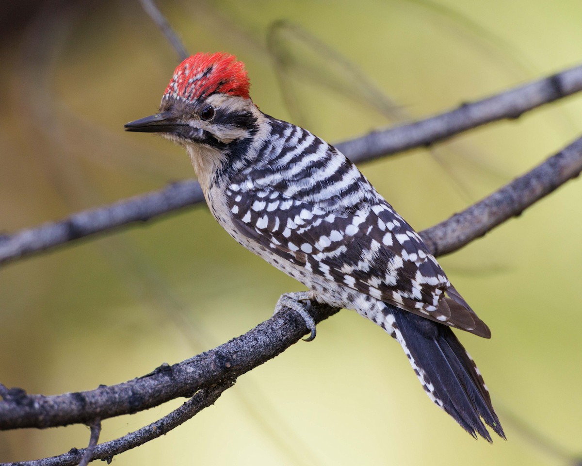 Ladder-backed Woodpecker - ML645145406