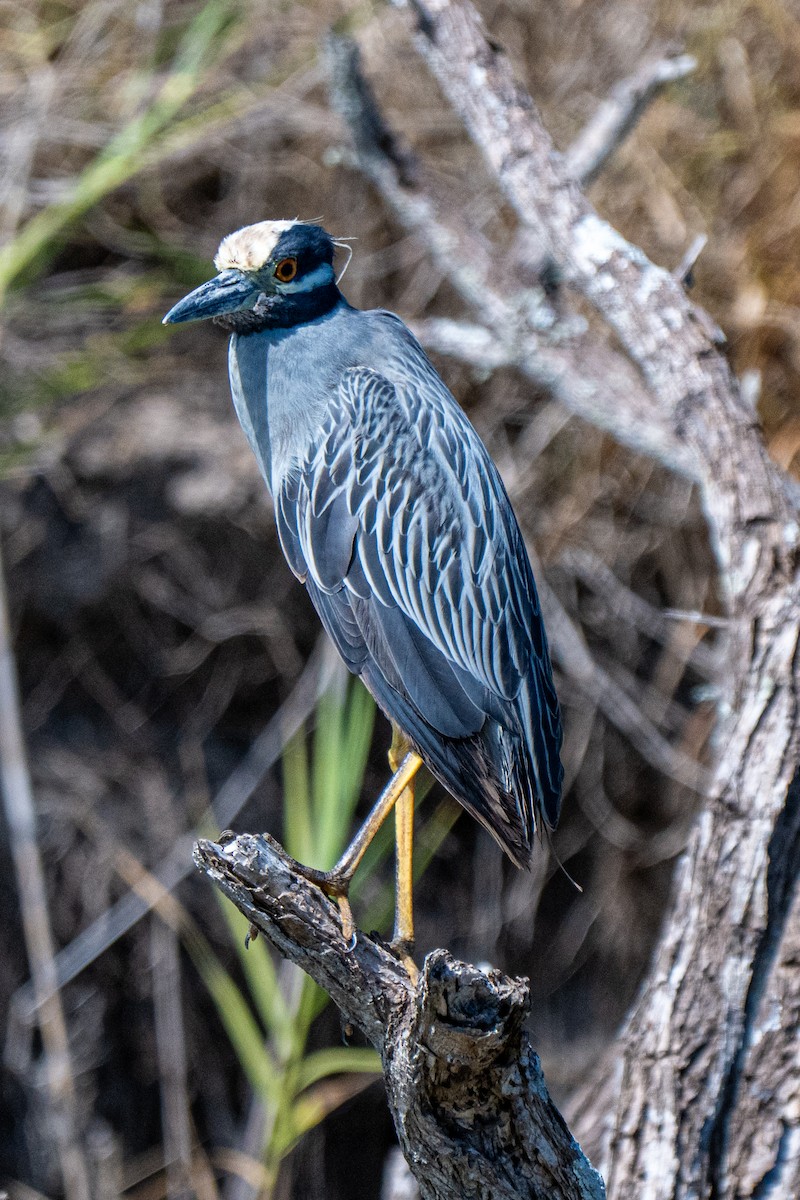 Sarı Tepeli Gece Balıkçılı - ML645145410