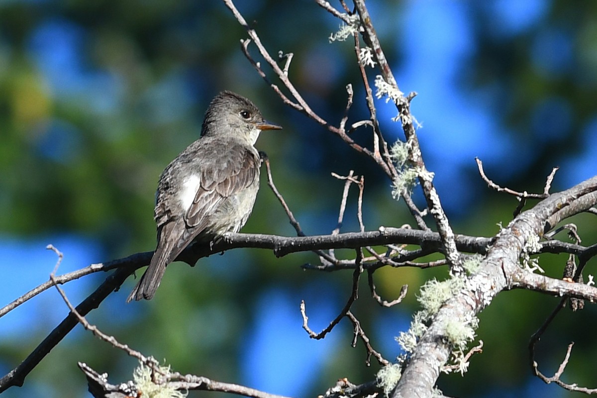 Olive-sided Flycatcher - ML645145413
