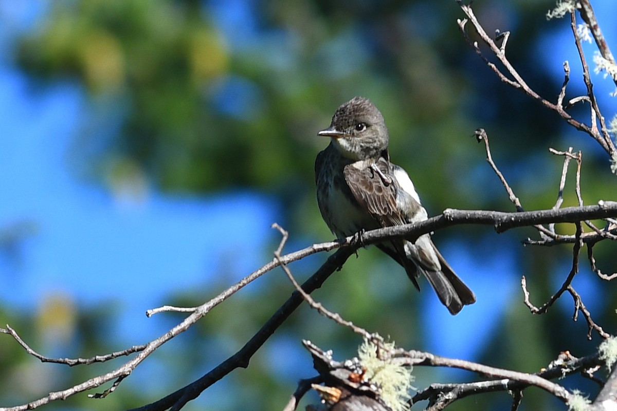 Olive-sided Flycatcher - ML645145414