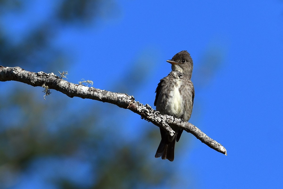 Olive-sided Flycatcher - ML645145415