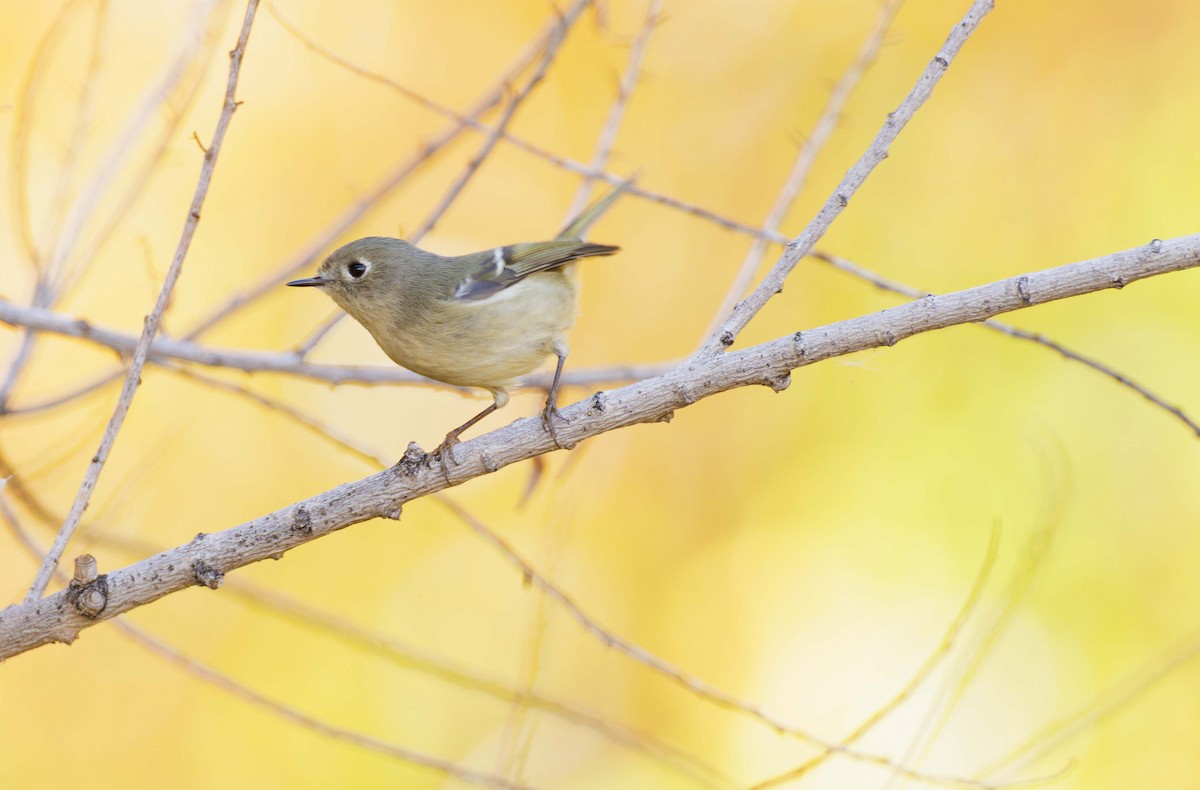 Ruby-crowned Kinglet - ML645145416