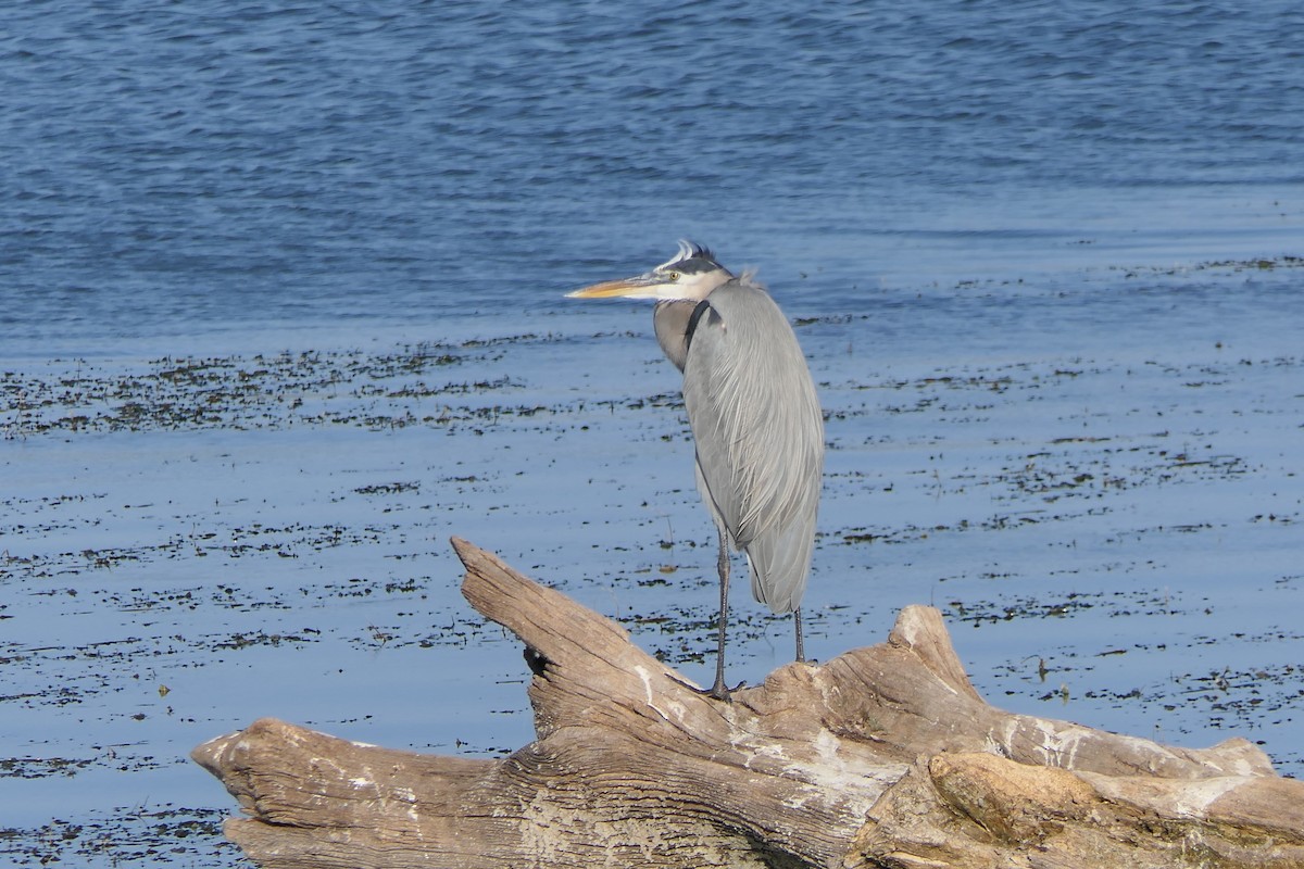 Great Blue Heron - ML645145419