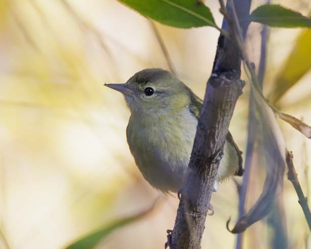 Tennessee Warbler - ML645145420