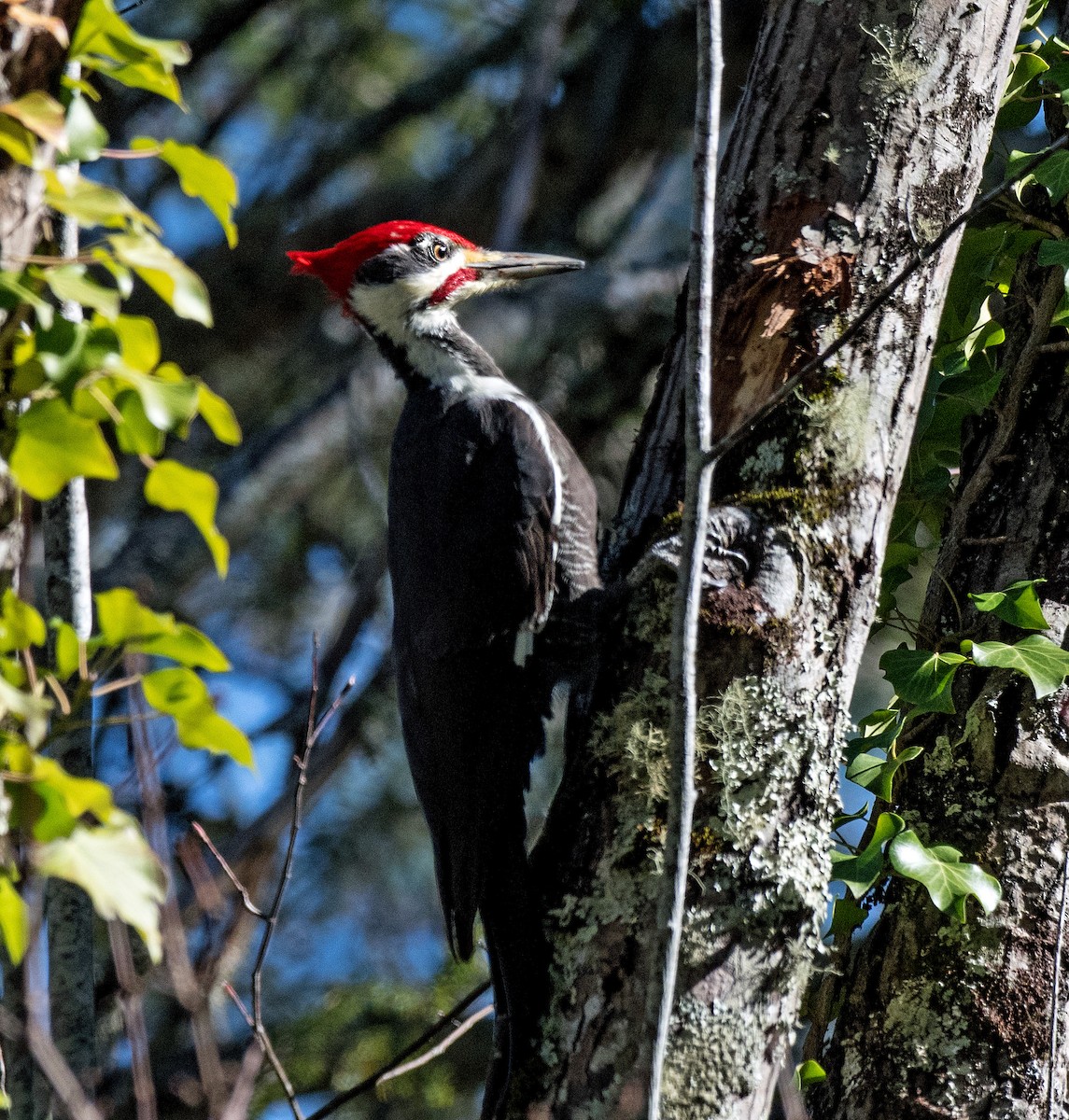 Pileated Woodpecker - ML645145423