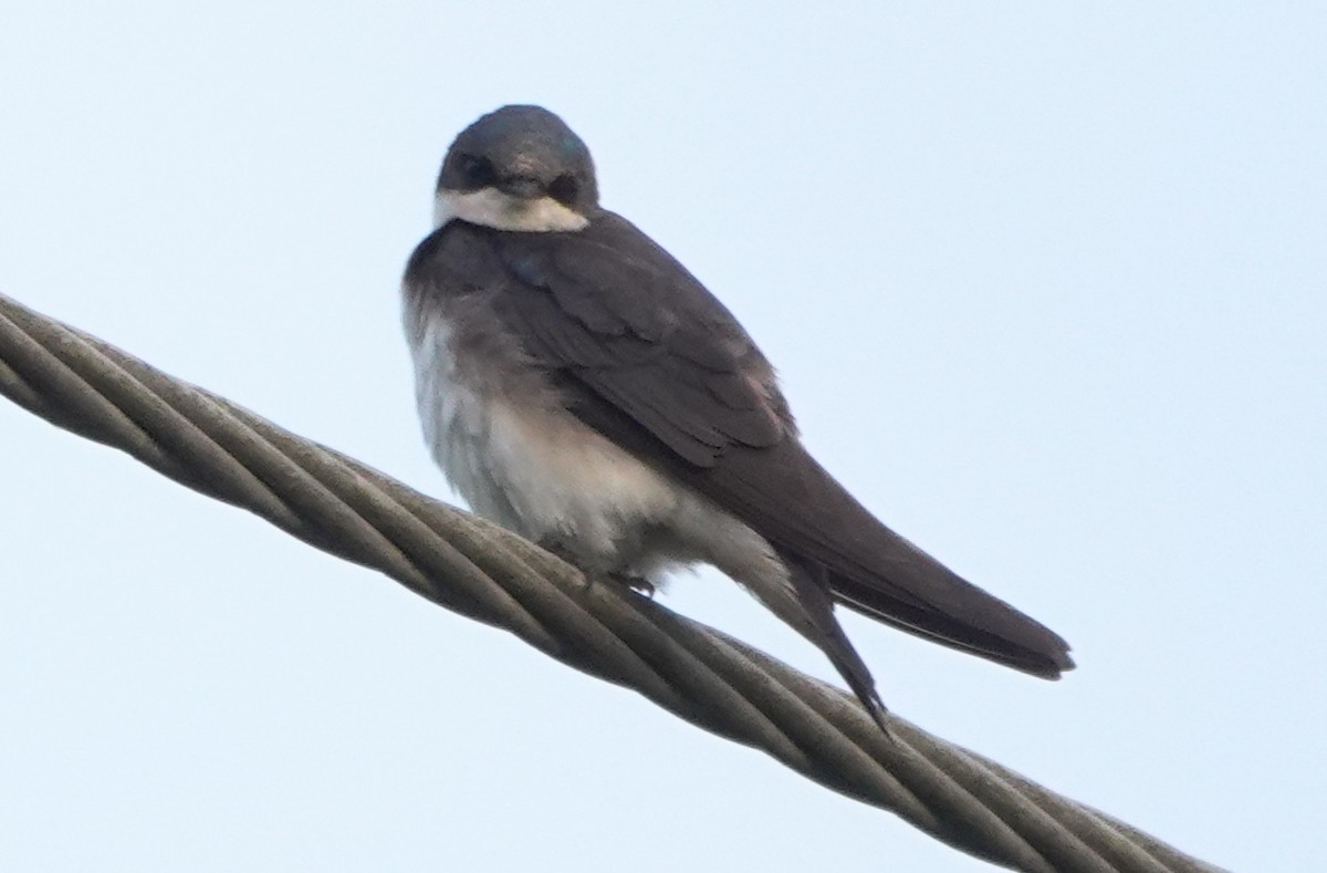Tree Swallow - ML645145433