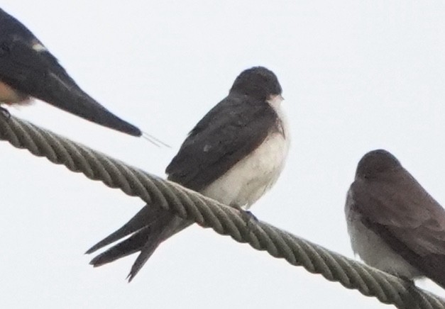 Tree Swallow - ML645145440