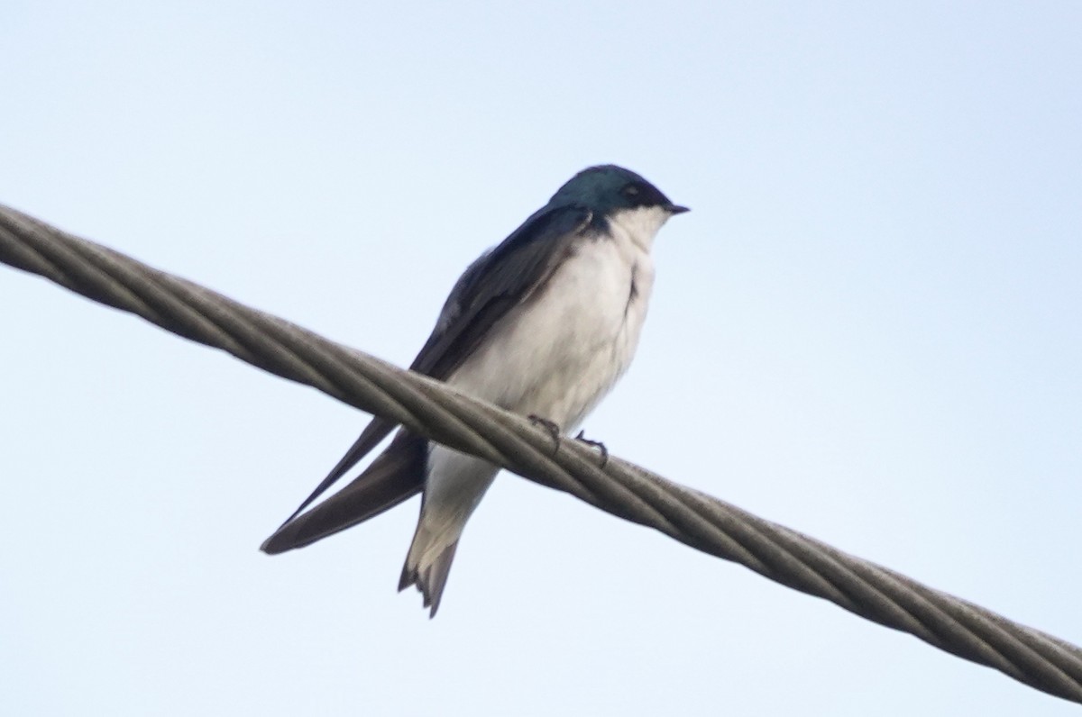 Tree Swallow - ML645145441