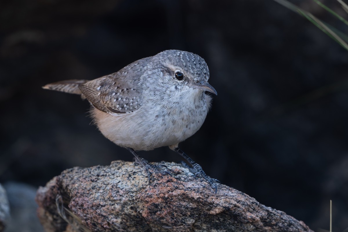 Скальный крапивник - ML645145442