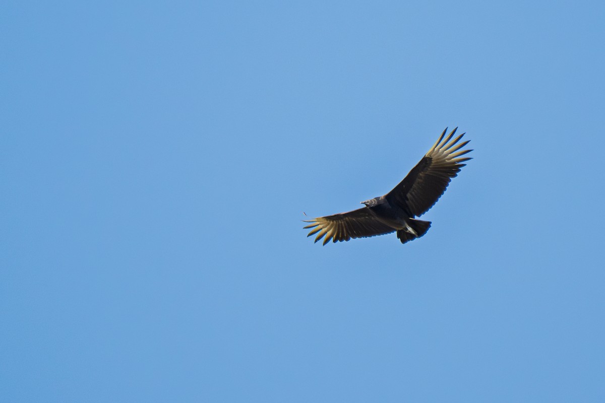 Black Vulture - ML645145445