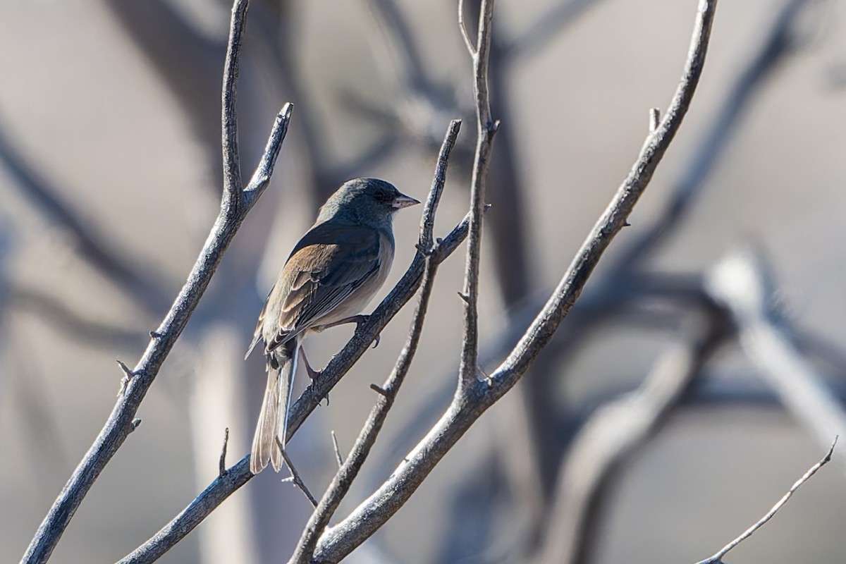 Серый юнко - ML645145450