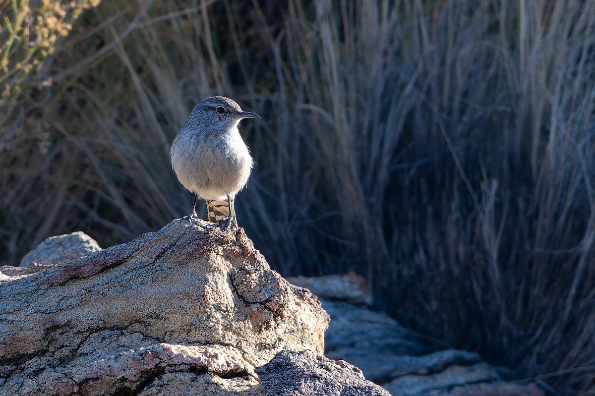 Скальный крапивник - ML645145454