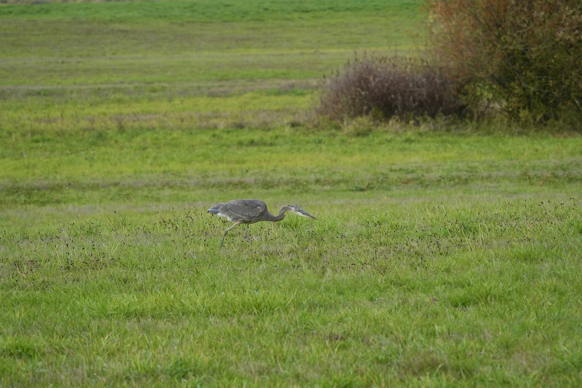 Great Blue Heron - ML645145465