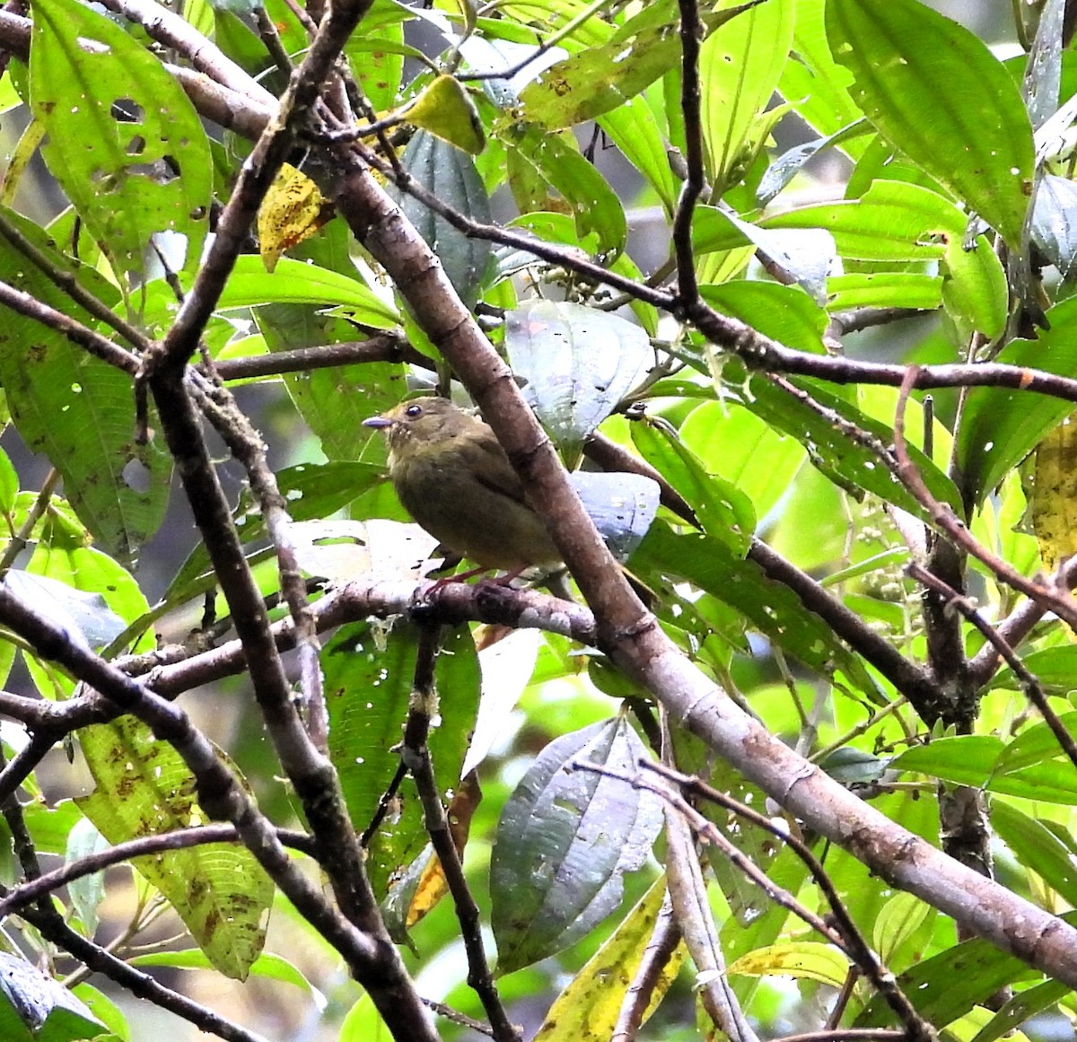 Golden-winged Manakin - ML645145468