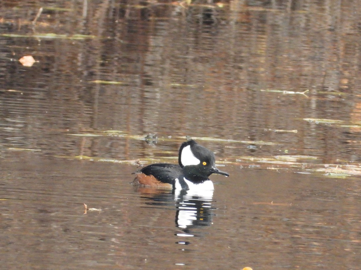 Hooded Merganser - ML645145478