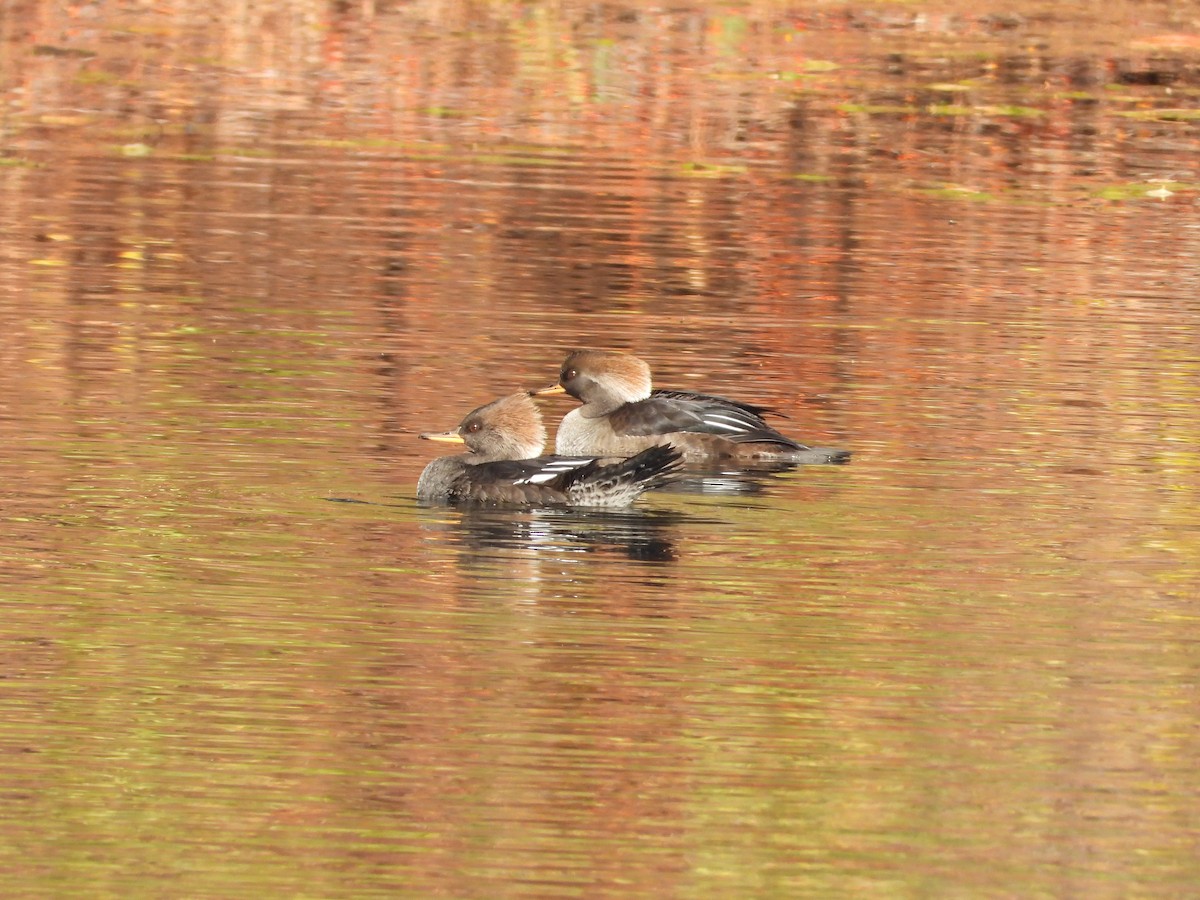 Hooded Merganser - ML645145479