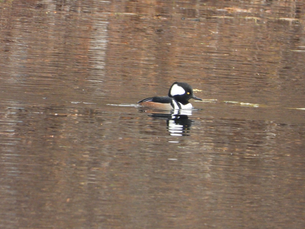 Hooded Merganser - ML645145480