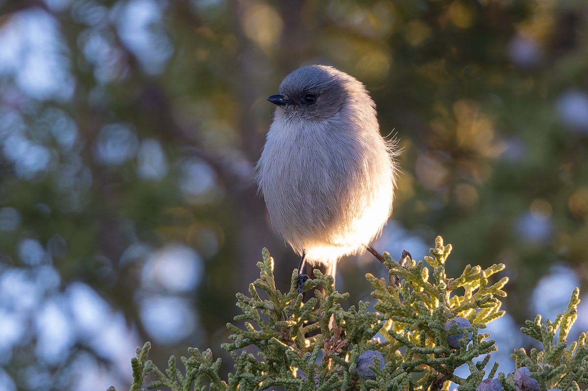 Серый ополовничек (plumbeus) - ML645145481