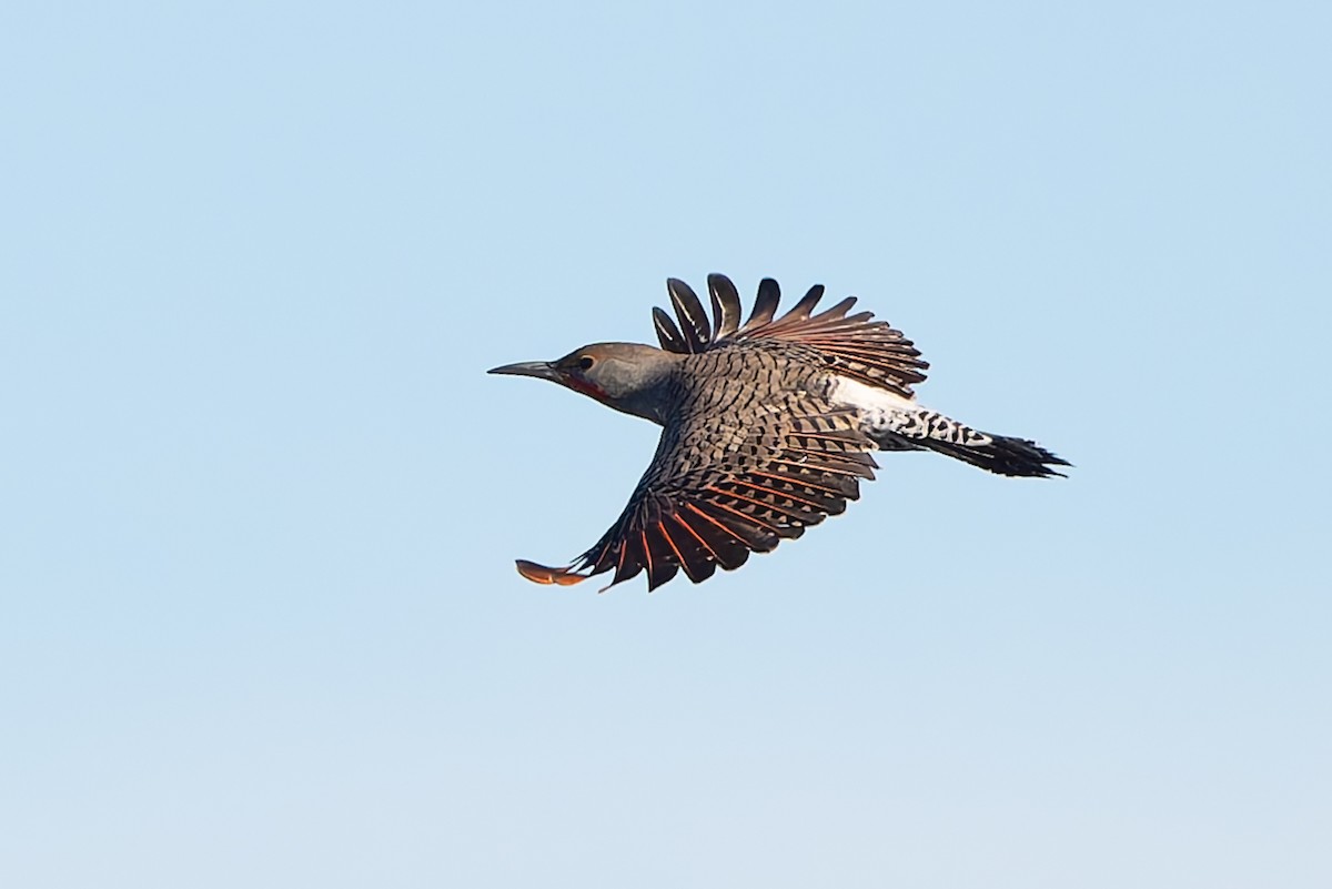 Шилоклювый дятел [группа cafer] - ML645145485